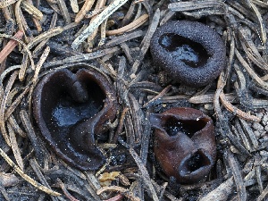  ( - FDS-CA-00161)  @11 [ ] by-nc (2024) Taye Bright Fungal Diversity Survey