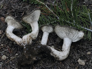  ( - FDS-CA-00165)  @11 [ ] by-nc (2024) Taye Bright Fungal Diversity Survey
