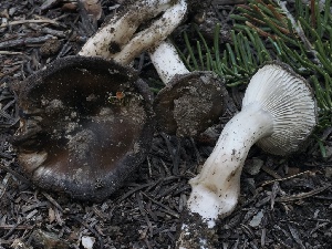  ( - FDS-CA-00165)  @11 [ ] by-nc (2024) Taye Bright Fungal Diversity Survey