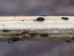  ( - FDS-CA-00170)  @11 [ ] by-nc (2024) Taye Bright Fungal Diversity Survey
