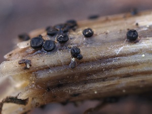  ( - FDS-CA-00170)  @11 [ ] by-nc (2024) Taye Bright Fungal Diversity Survey
