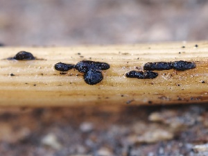  ( - FDS-CA-00170)  @11 [ ] by-nc (2024) Taye Bright Fungal Diversity Survey