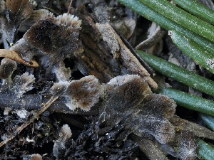  ( - FDS-CA-00174)  @11 [ ] by-nc (2024) Taye Bright Fungal Diversity Survey