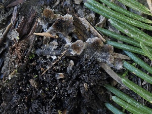  ( - FDS-CA-00174)  @11 [ ] by-nc (2024) Taye Bright Fungal Diversity Survey