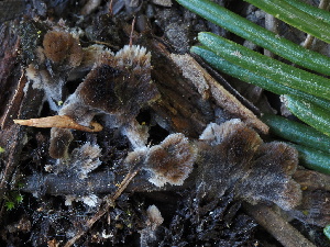  ( - FDS-CA-00174)  @11 [ ] by-nc (2024) Taye Bright Fungal Diversity Survey