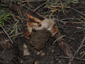  ( - FDS-CA-04693)  @11 [ ] by (2024) Justin Paulin Fungal Diversity Survey
