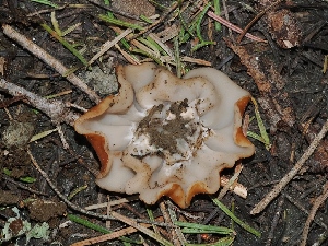  ( - FDS-CA-04693)  @11 [ ] by (2024) Justin Paulin Fungal Diversity Survey