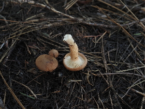  ( - FDS-CA-04257)  @11 [ ] by-nc (2024) Fresno Mycology Society Fungal Diversity Survey