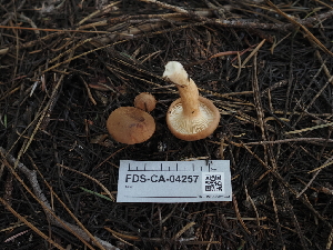  ( - FDS-CA-04257)  @11 [ ] by-nc (2024) Fresno Mycology Society Fungal Diversity Survey