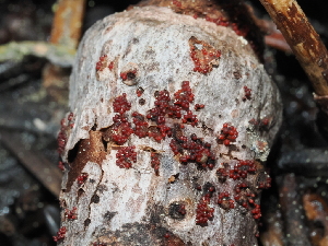  ( - FDS-CA-04701)  @11 [ ] by (2024) Justin Paulin Fungal Diversity Survey