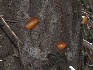  ( - FDS-CA-04703)  @11 [ ] by (2024) Justin Paulin Fungal Diversity Survey