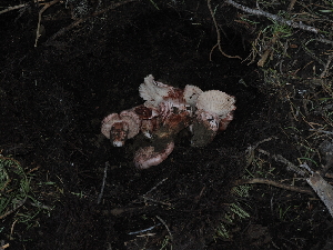  ( - FDS-CA-04704)  @11 [ ] by (2024) Justin Paulin Fungal Diversity Survey