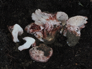  ( - FDS-CA-04704)  @11 [ ] by (2024) Justin Paulin Fungal Diversity Survey