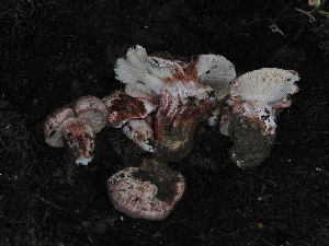  ( - FDS-CA-04704)  @11 [ ] by (2024) Justin Paulin Fungal Diversity Survey