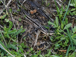  ( - FDS-CA-04708)  @11 [ ] by (2024) Justin Paulin Fungal Diversity Survey