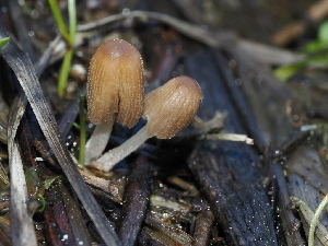  ( - FDS-CA-04708)  @11 [ ] by (2024) Justin Paulin Fungal Diversity Survey