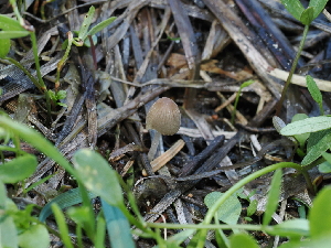  ( - FDS-CA-04708)  @11 [ ] by (2024) Justin Paulin Fungal Diversity Survey