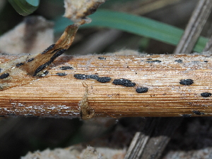  (Rhizoctonia - FDS-CA-04707)  @11 [ ] by (2024) Justin Paulin Fungal Diversity Survey