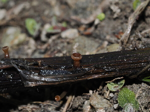  ( - FDS-CA-04696)  @11 [ ] by (2024) Justin Paulin Fungal Diversity Survey