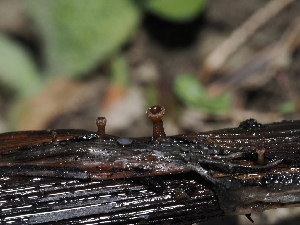  (Sclerotinia veratri - FDS-CA-04696)  @11 [ ] by (2024) Justin Paulin Fungal Diversity Survey