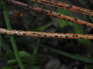  (Lophodermium sp. CA05 - FDS-CA-04697)  @11 [ ] by (2024) Justin Paulin Fungal Diversity Survey