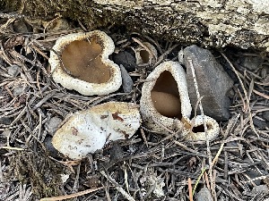  ( - FDS-CA-05293)  @11 [ ] by-nc (2024) Damon Tighe Fungal Diversity Survey