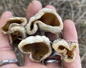  ( - FDS-CA-05293)  @11 [ ] by-nc (2024) Damon Tighe Fungal Diversity Survey