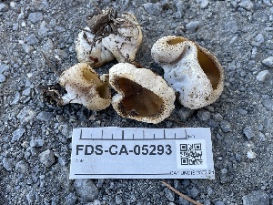  ( - FDS-CA-05293)  @11 [ ] by-nc (2024) Damon Tighe Fungal Diversity Survey
