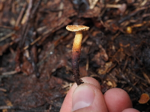  ( - FDS-CA-04259)  @11 [ ] by-nc (2024) Fresno Mycology Society Fungal Diversity Survey