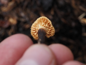  ( - FDS-CA-04259)  @11 [ ] by-nc (2024) Fresno Mycology Society Fungal Diversity Survey