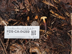  (Flammulina sp. CA01 - FDS-CA-04259)  @11 [ ] by-nc (2024) Fresno Mycology Society Fungal Diversity Survey