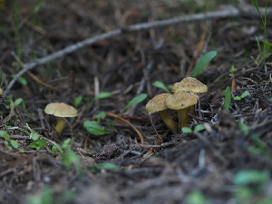  ( - FDS-CA-04261)  @11 [ ] by-nc (2024) Fresno Mycology Society Fungal Diversity Survey