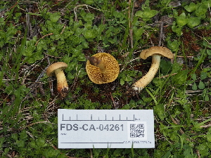  ( - FDS-CA-04261)  @11 [ ] by-nc (2024) Fresno Mycology Society Fungal Diversity Survey