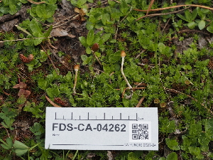  ( - FDS-CA-04262)  @11 [ ] by-nc (2024) Fresno Mycology Society Fungal Diversity Survey