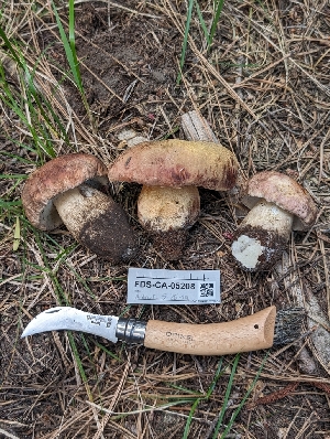  ( - FDS-CA-05208)  @11 [ ] c (2024) Andrew Claassen Fungal Diversity Survey