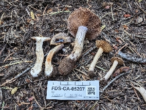  ( - FDS-CA-05207)  @11 [ ] c (2024) Andrew Claassen Fungal Diversity Survey