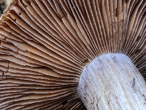  ( - FDS-CA-05207)  @11 [ ] c (2024) Andrew Claassen Fungal Diversity Survey