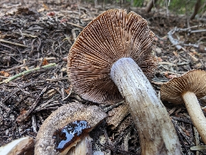  ( - FDS-CA-05207)  @11 [ ] c (2024) Andrew Claassen Fungal Diversity Survey