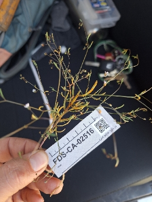  ( - FDS-CA-02516)  @11 [ ] by-nc (2024) Sadie Hickey Fungal Diversity Survey