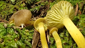  (Hygrocybe sp. CA11 - FDS-CA-02594)  @11 [ ] by-nc (2024) Sadie Hickey Fungal Diversity Survey