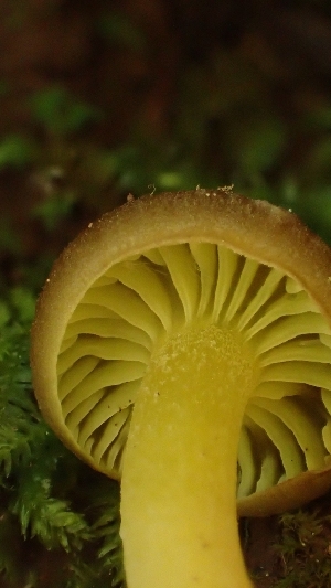  ( - FDS-CA-02594)  @11 [ ] by-nc (2024) Sadie Hickey Fungal Diversity Survey