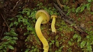 ( - FDS-CA-02594)  @11 [ ] by-nc (2024) Sadie Hickey Fungal Diversity Survey