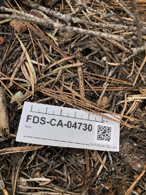 ( - FDS-CA-04730)  @11 [ ] by (2024) Justin Paulin Fungal Diversity Survey