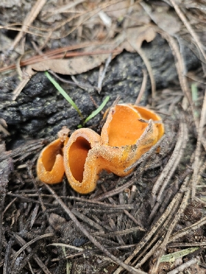  ( - FDS-CA-02206)  @11 [ ] by (2024) Mandy Hackney Fungal Diversity Survey