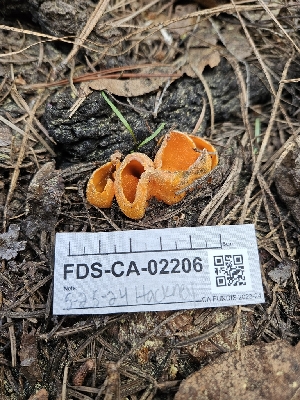  ( - FDS-CA-02206)  @11 [ ] by (2024) Mandy Hackney Fungal Diversity Survey