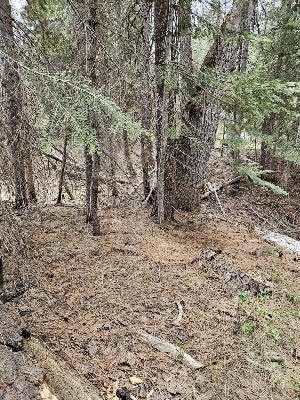  ( - FDS-CA-02206)  @11 [ ] by (2024) Mandy Hackney Fungal Diversity Survey
