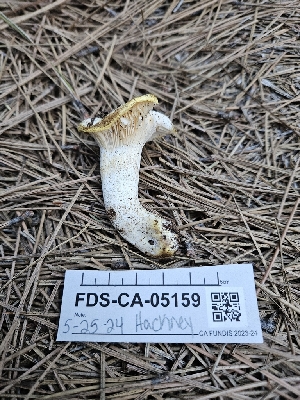  ( - FDS-CA-05159)  @11 [ ] by (2024) Mandy Hackney Fungal Diversity Survey