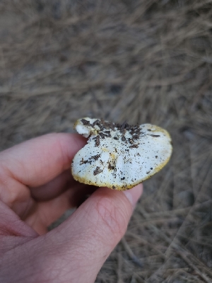  ( - FDS-CA-05159)  @11 [ ] by (2024) Mandy Hackney Fungal Diversity Survey
