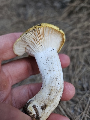  ( - FDS-CA-05159)  @11 [ ] by (2024) Mandy Hackney Fungal Diversity Survey