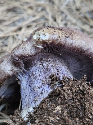  (Phlegmacium - FDS-CA-05190)  @11 [ ] by (2024) Mandy Hackney Fungal Diversity Survey
